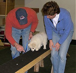 Learning the dogwalk in puppy kindergarten class