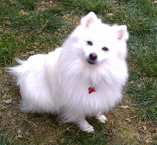 Being a good boy in our yard.