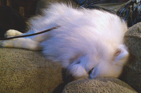 Making himself at home on our couch.