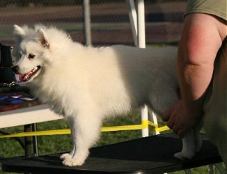 Good boy on the table!