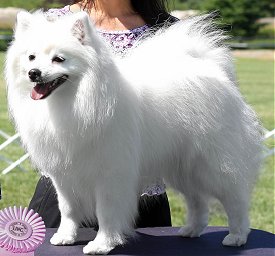 Best In Multi Breed Show - UKC Classic - WA - July 2009