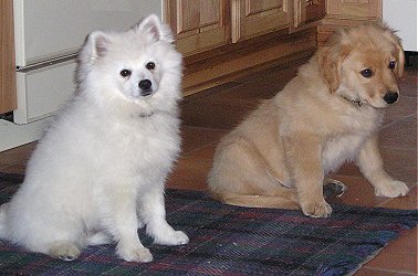 Biscuit and his little sister Gracie