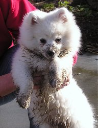 Biscuit LOVES gardening!