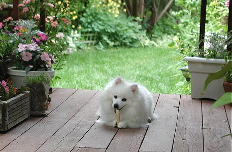 This is Mia's bone.  I like it better than mine!