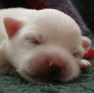 Look at the fuzzy fringe of his ear on the right.  So cute!